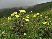 29 Distese di  Anemone sulfureo ( Pulsatilla alpina sulphurea) 